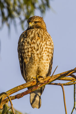 Red-shouldered Hawk