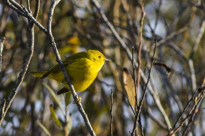 Yellow Warbler