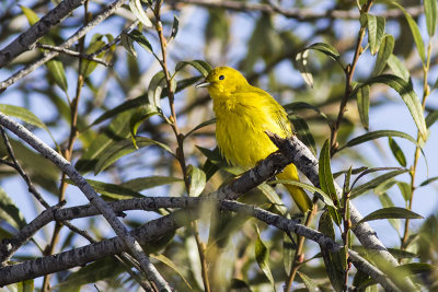 Yellow Warbler