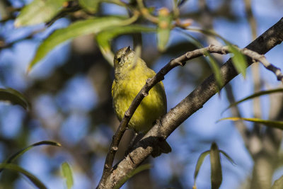 Orange-crowned Warbler