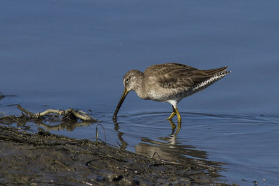 Short-billed Dowitcher