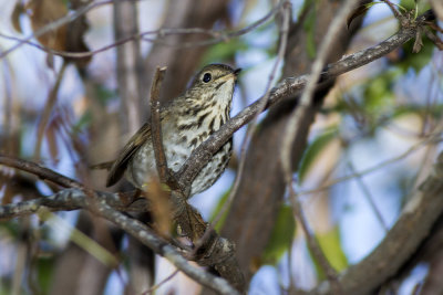 Hermit Thrush