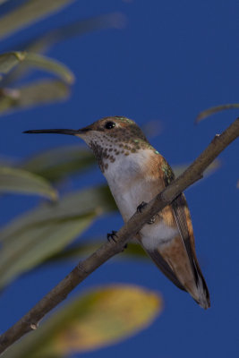 Allen's Hummingbird