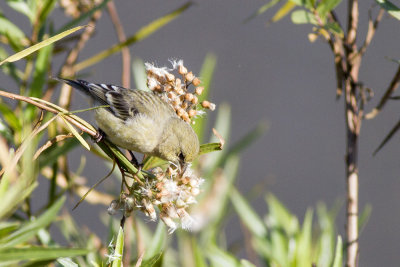 Lesser Goldfinch