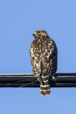 Red-shouldered Hawk