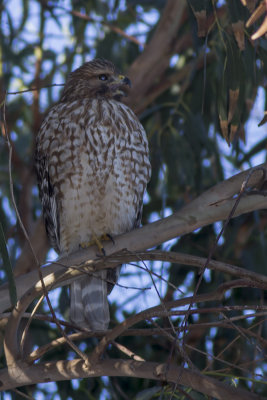 Red-shouldered Hawk