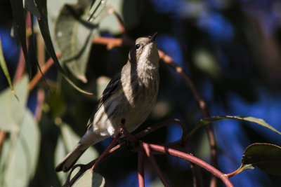 Yellow-rumped Walber