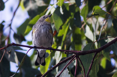 Yellow-rumped Walber