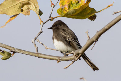 Black Phoebe