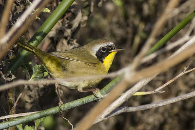 Common Yellowthroat