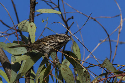 Song Sparrow