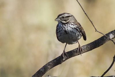 Song Sparrow