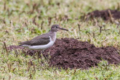 Spotted Sandpiper
