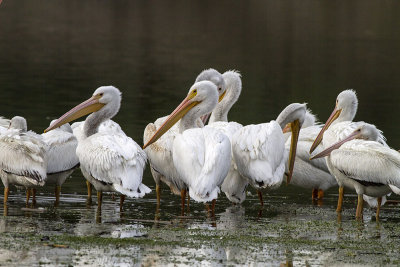 White Pelican