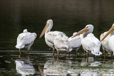 White Pelican