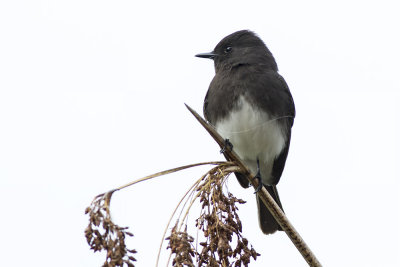 Black Phoebe