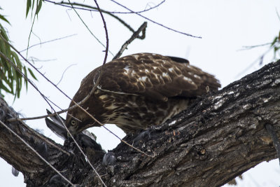 Red-tailed Hawk