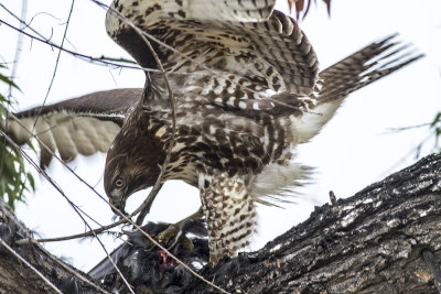 Red-tailed Hawk