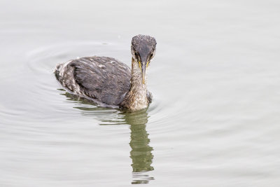 Red-necked Grebe