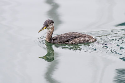 Red-necked Grebe