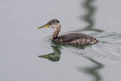 Red-necked Grebe