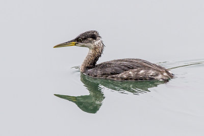Red-necked Grebe