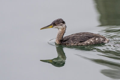 Red-necked Grebe