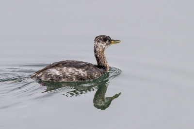 Red-necked Grebe