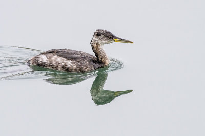 Red-necked Grebe