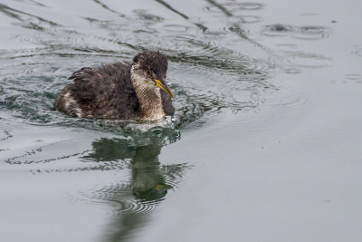 Red-necked Grebe