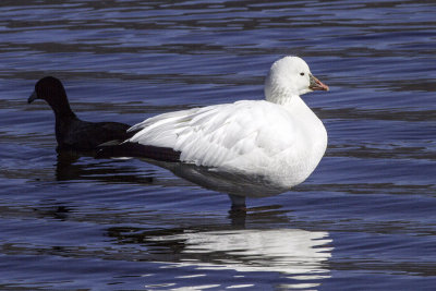 Snow Goose