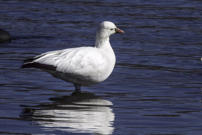 Snow Goose