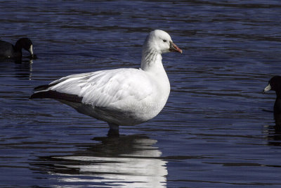 Snow Goose