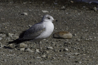 Thayer's Gull