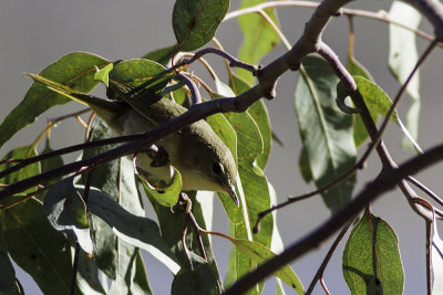 Common Yellowthroat