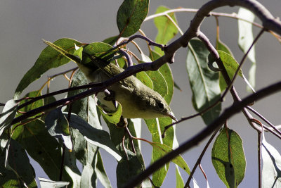 Common Yellowthroat