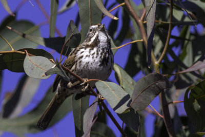 Song Sparrow