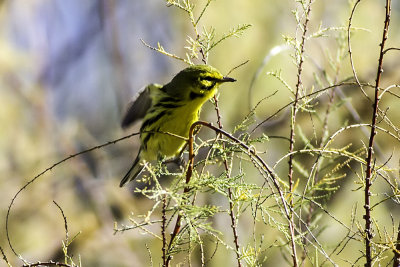 Prairie Warbler