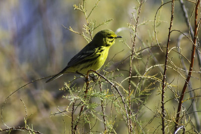 Prairie Warbler