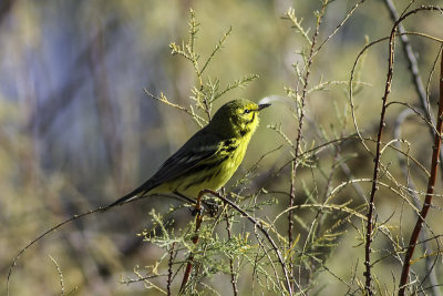 Prairie Warbler