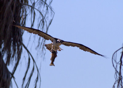 Osprey