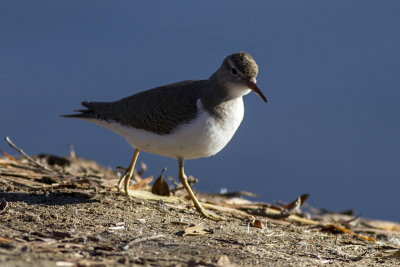 Spotted Sandpiper