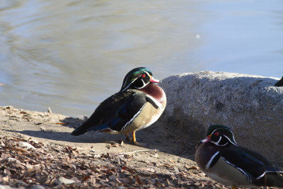 Wood Duck