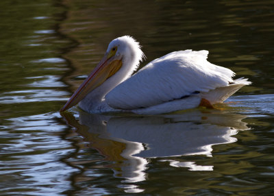 White Pelican