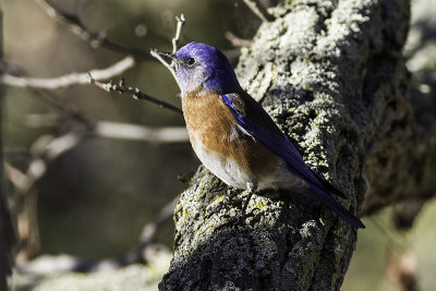 Western Bluebird