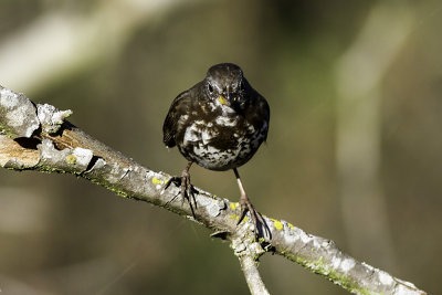 Fox Sparrow