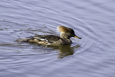 Hooded Merganser