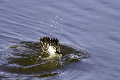 Hooded Merganser