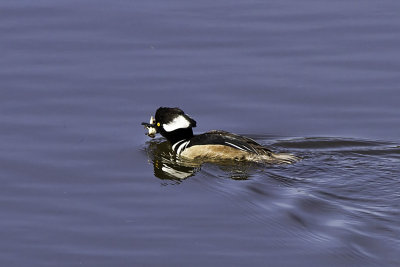 Hooded Merganser