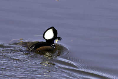 Hooded Merganser